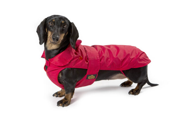 Fashion Dog - Cappotto impermeabile per Bassotto con imbottitura staccabile <br> Art. 139 - immagine 3