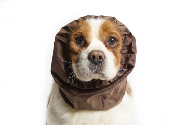Fashion Dog - Paraorecchie Cane impermeabile <br> Art. 190 - immagine 2