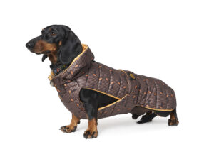 Fashion Dog - Cappotto impermeabile per Bassotto trapuntato con cappuccio rimovibile   Art. 145