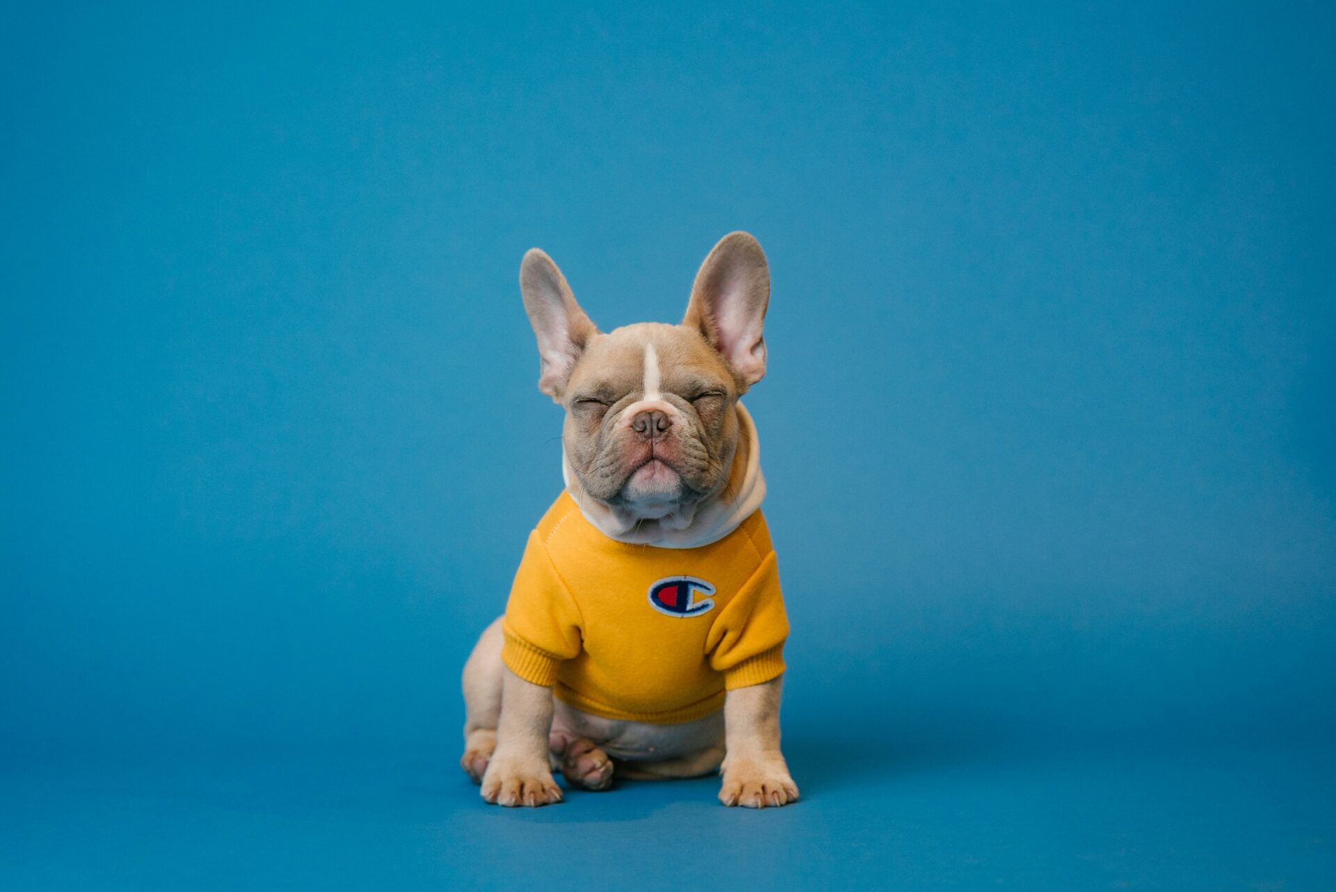Body post-operatorio Cura Pets per cani