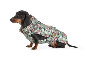 Fashion Dog - Cappotto impermeabile bassotto trapuntato con cappuccio rimovibile e asola per pettorina   Art. 148
