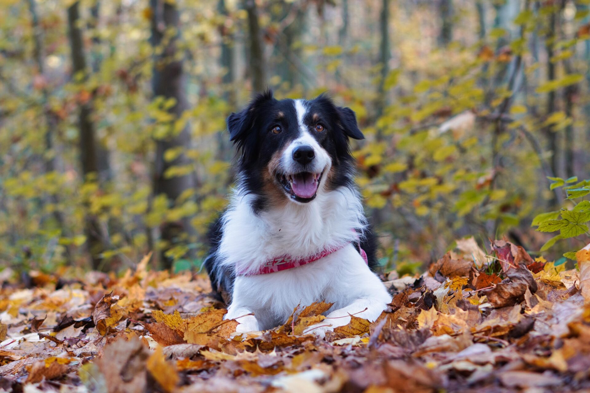 appotto per il cane in autunno: come scegliere
